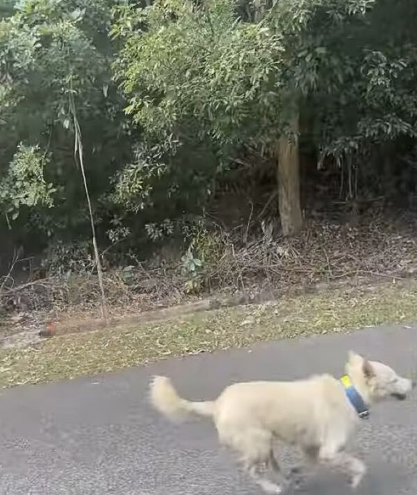 A white dog runs down the street