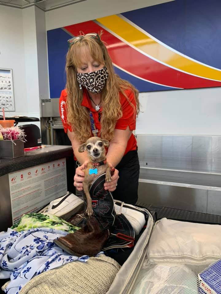 A woman holds a small puppy taken out of a suitcase in her hands