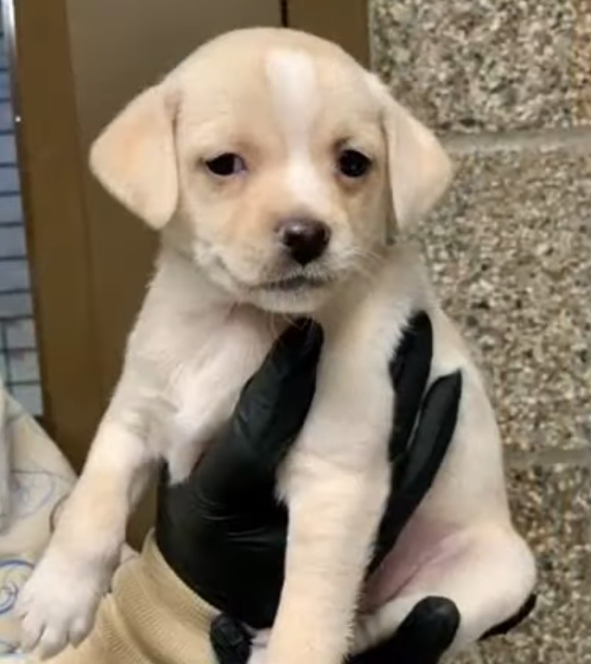 A woman holds a white puppy in her hands