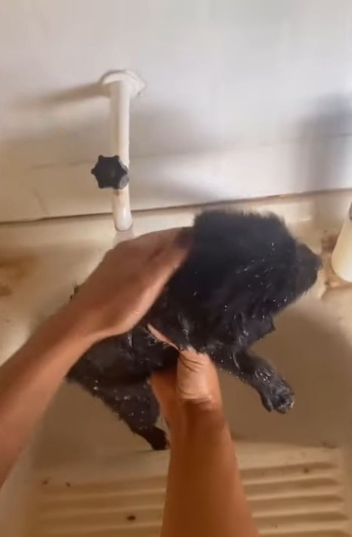 A woman is bathing a black puppy