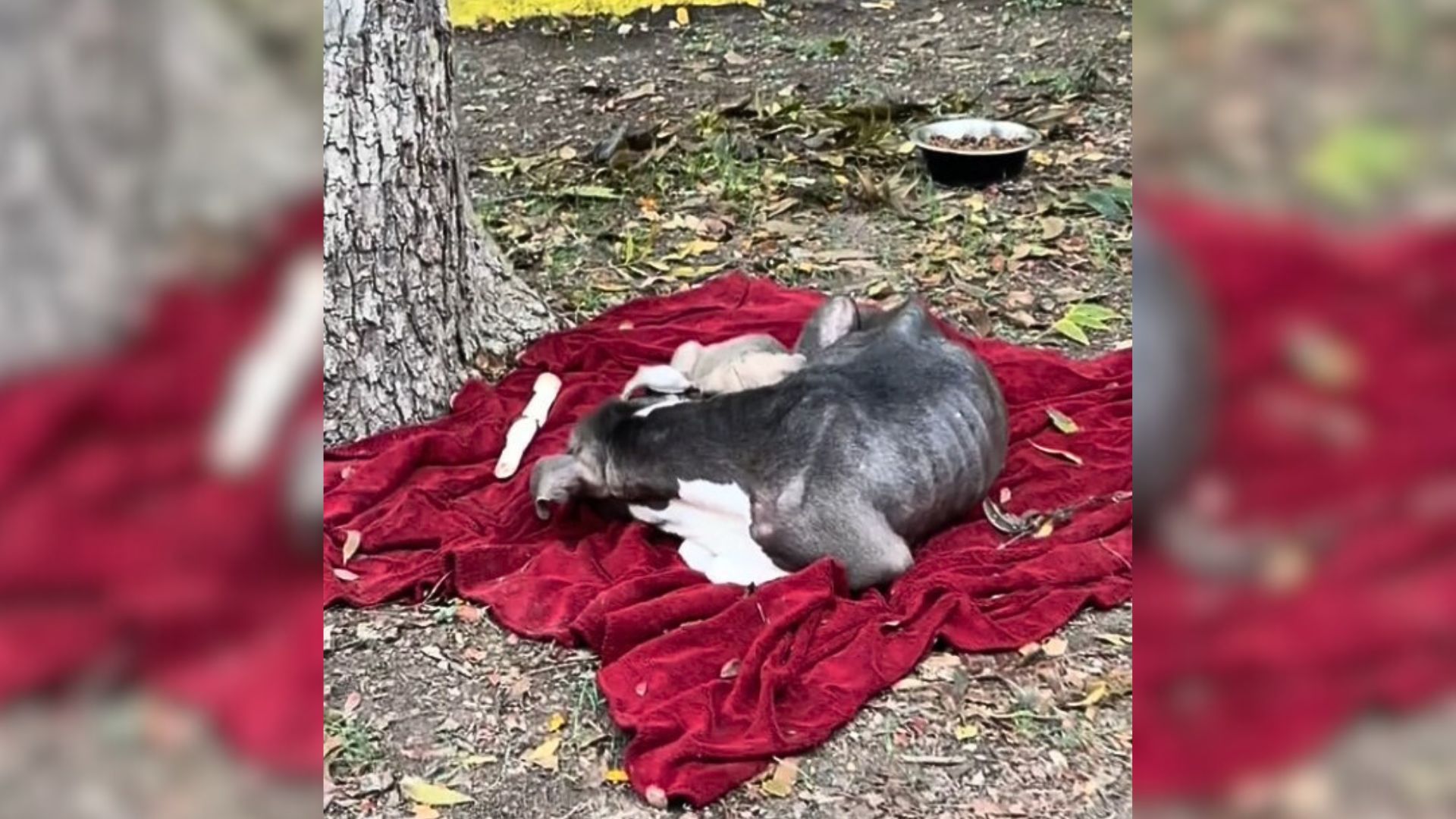 Texas Rescuers Found Abandoned Mama Dog Lying On A Blanket With Her Puppies, So They Tried To Help