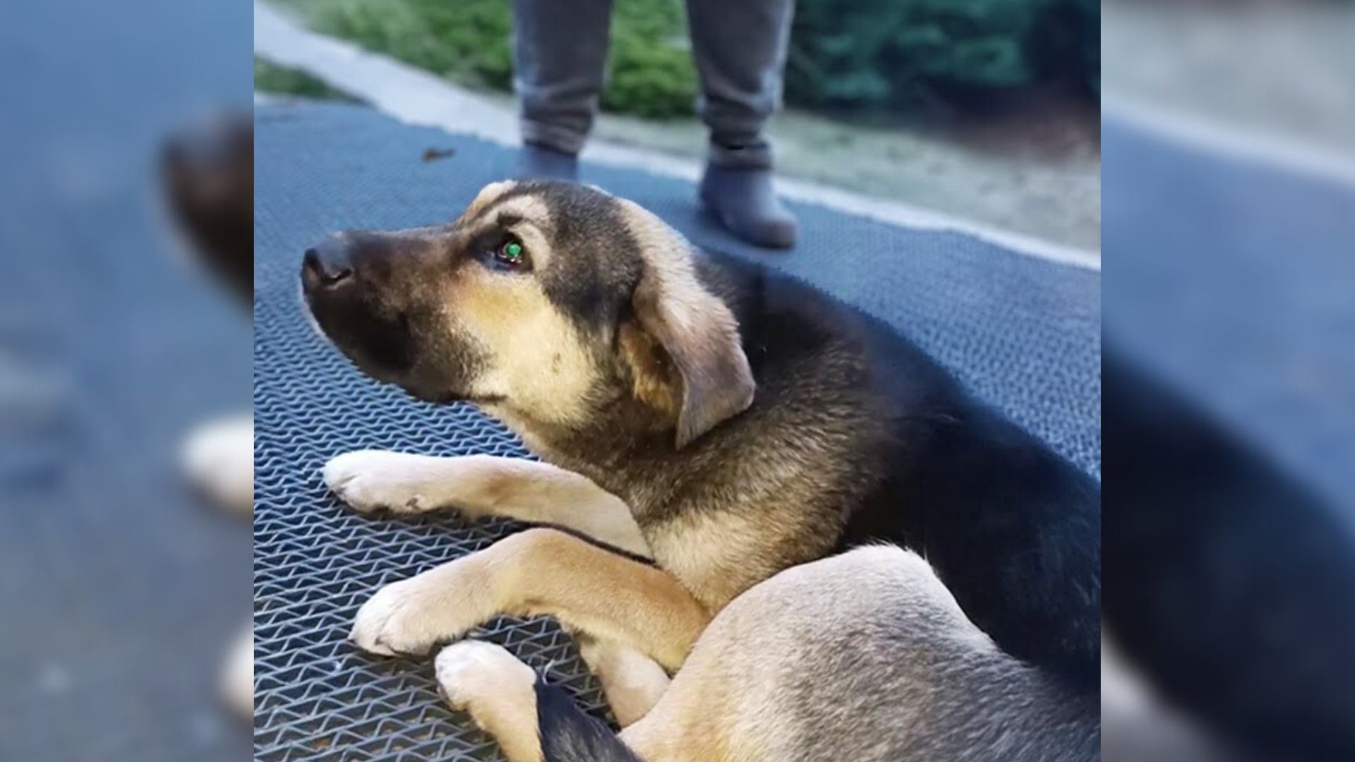 abandoned pup lying in front of bank