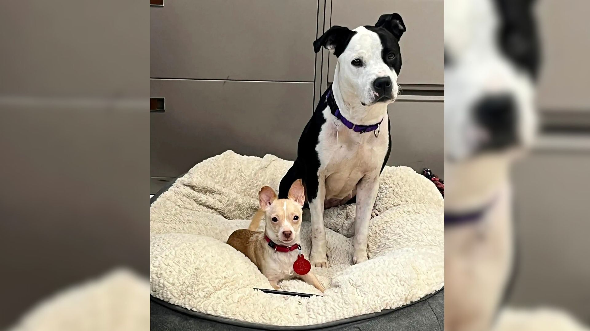 2 Pups Living At Shelter In Massachusetts Were Inseparable, And Then Something Amazing Happened