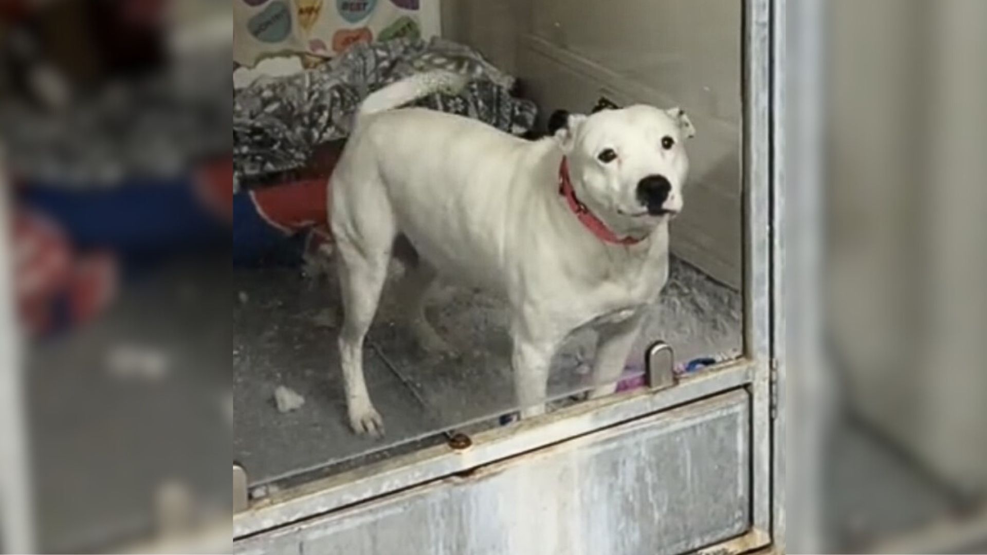 Mom Dog Abandoned At Kansas Shelter Confused About Why Nobody Wants To Adopt Her