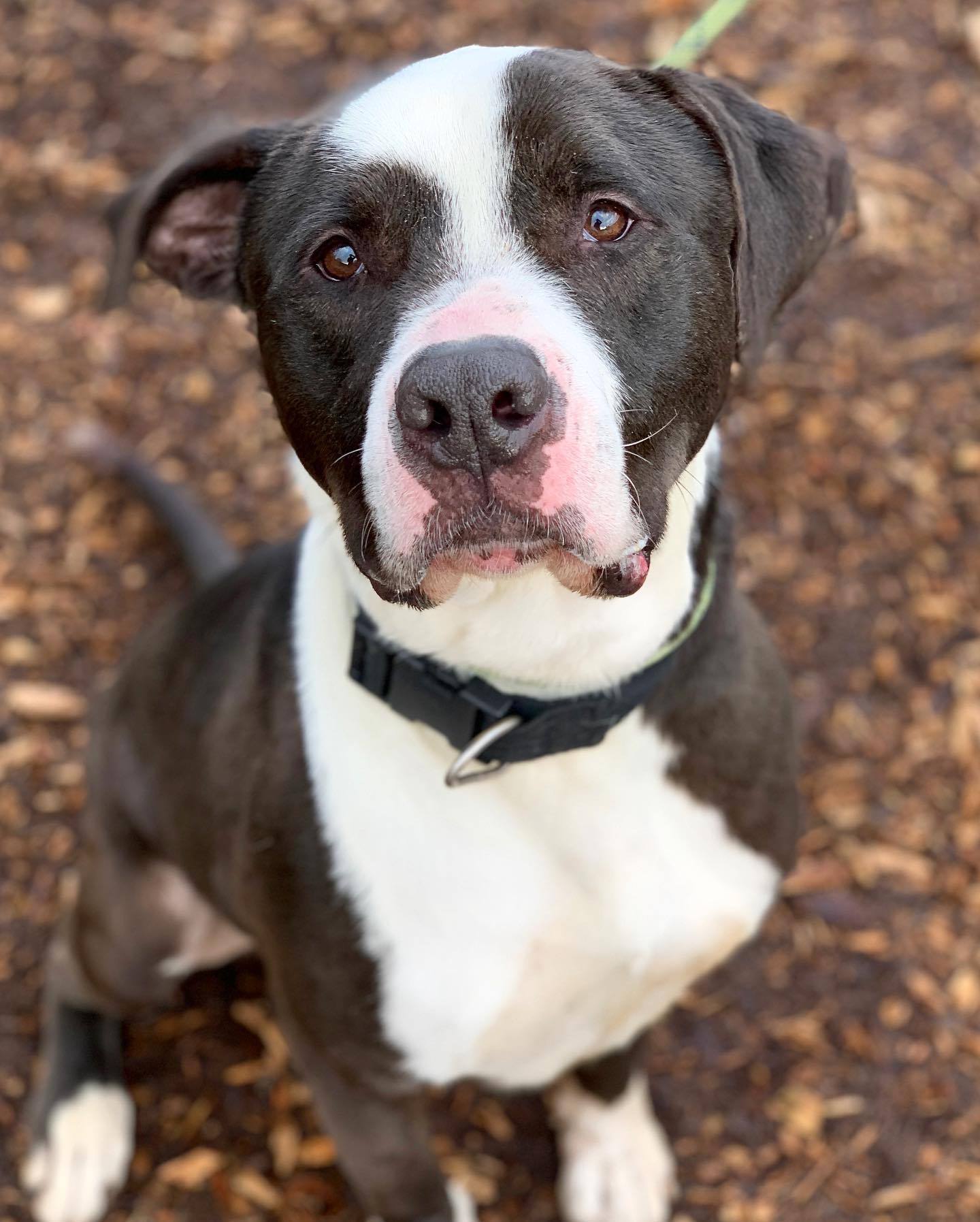 Adorable Shelter dog