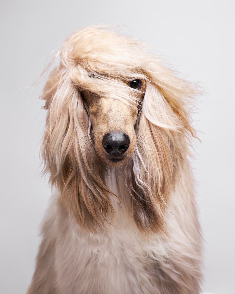 Afghan Hound