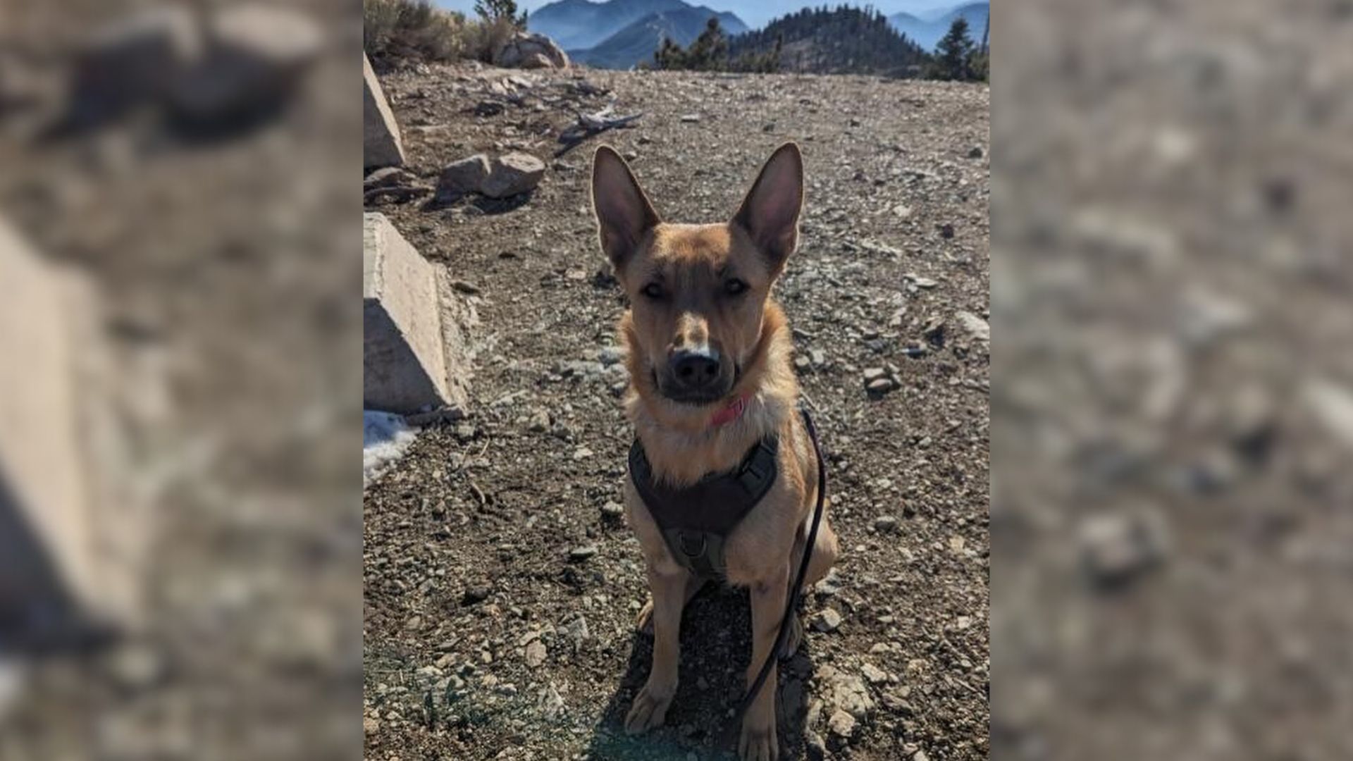 Mama Dog From California Lost Her Puppies, But Then She Met Someone Who Needed Her Help