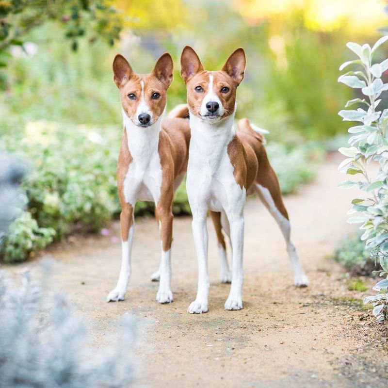 Basenji