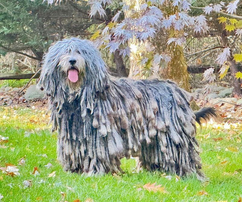 Bergamasco Shepherd