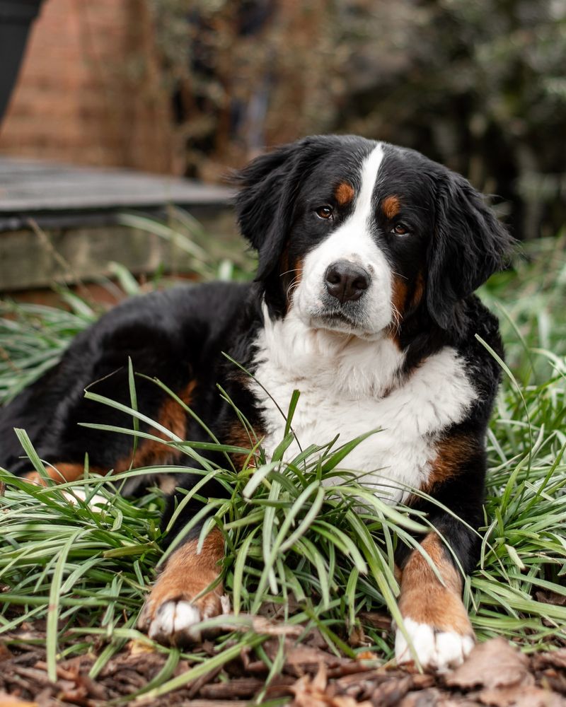 Bernese Mountain Dog