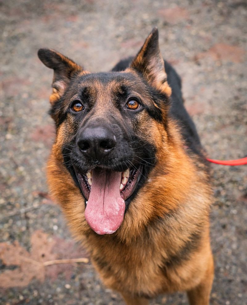 Black and Red Sable