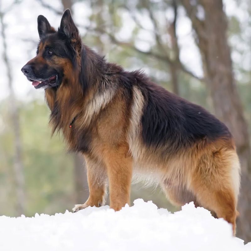 Black and Tan Sable