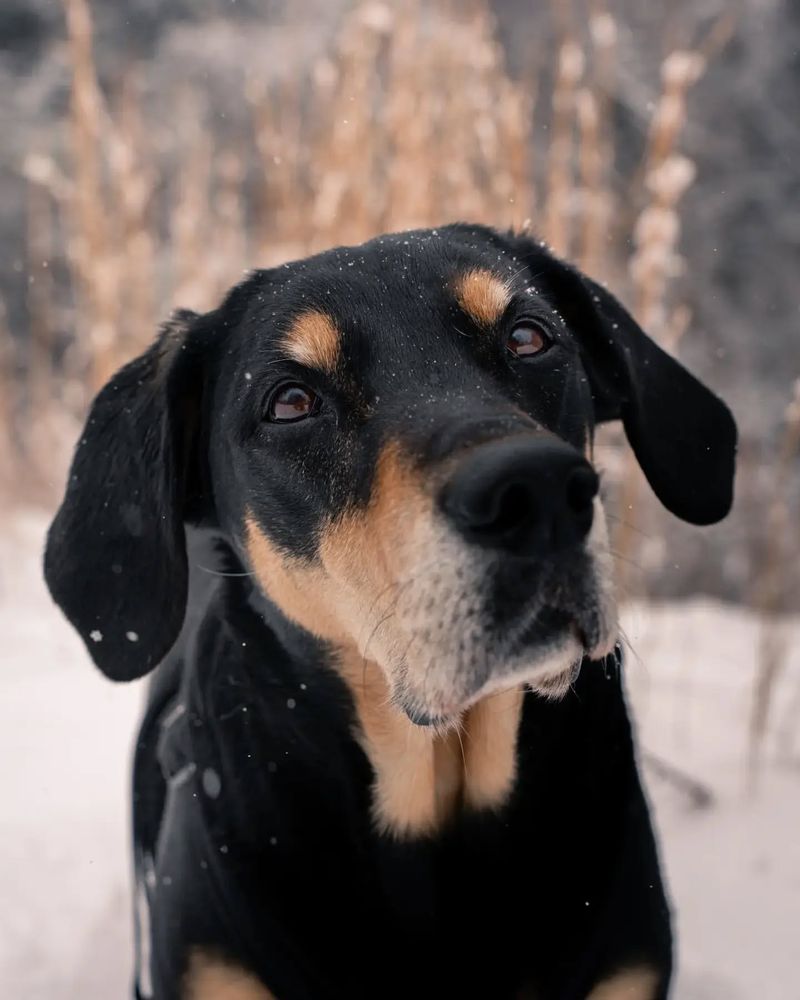 Black and Tan