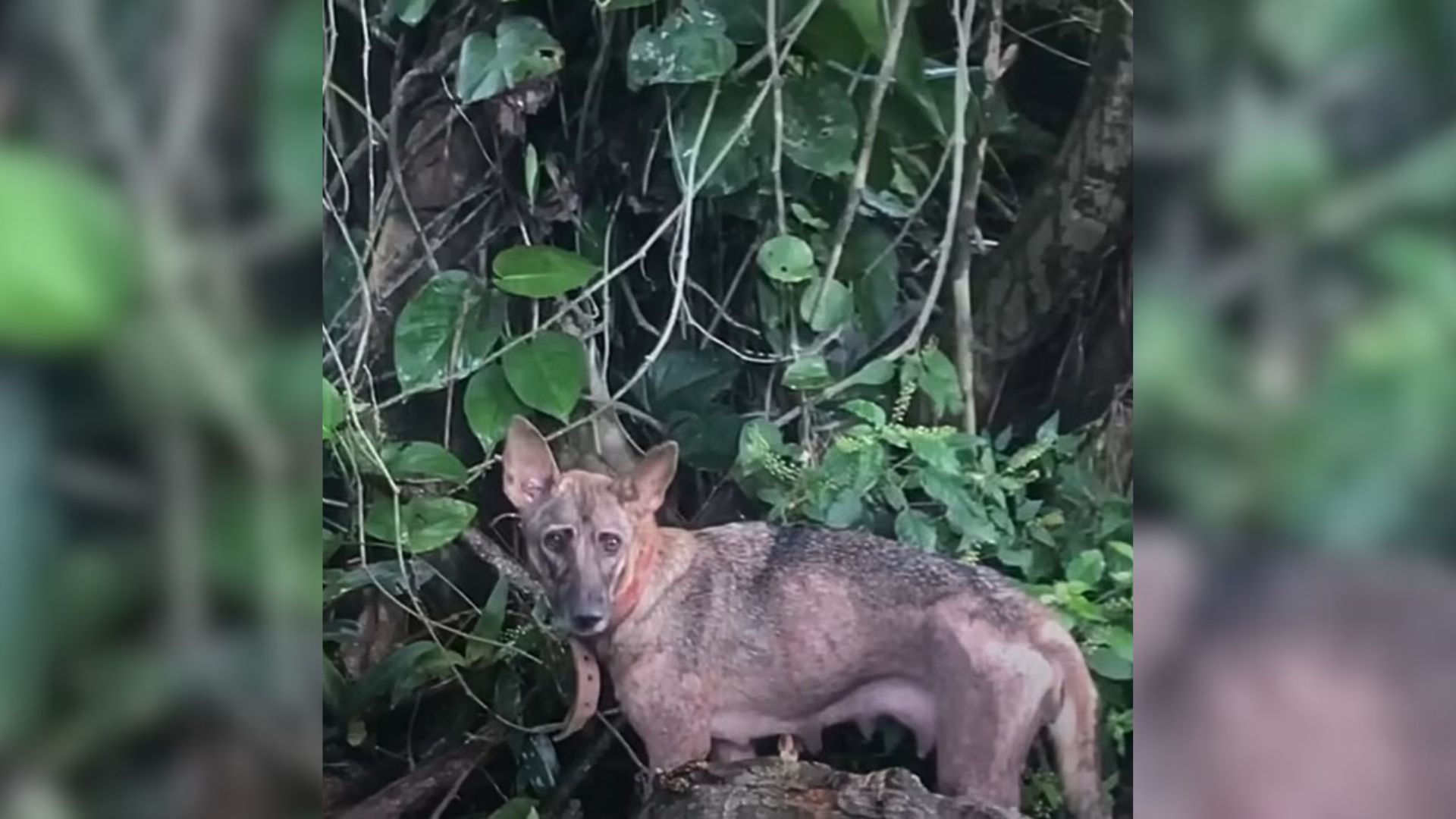 Dog Mom Cruelly Dumped In Jungle Fights Bravely To Keep Her 5 Babies Alive