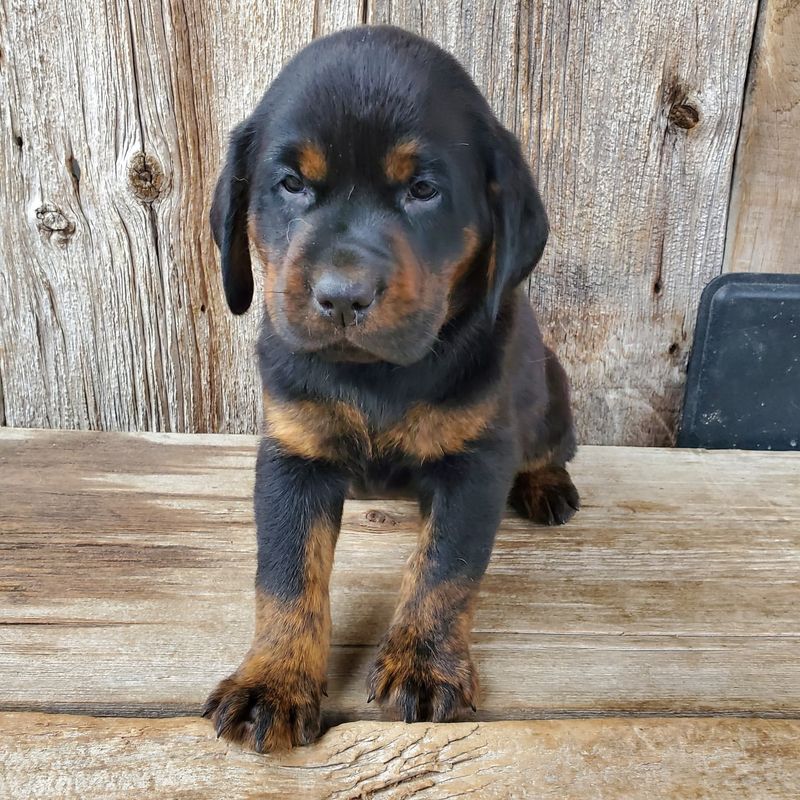 Brindle Markings