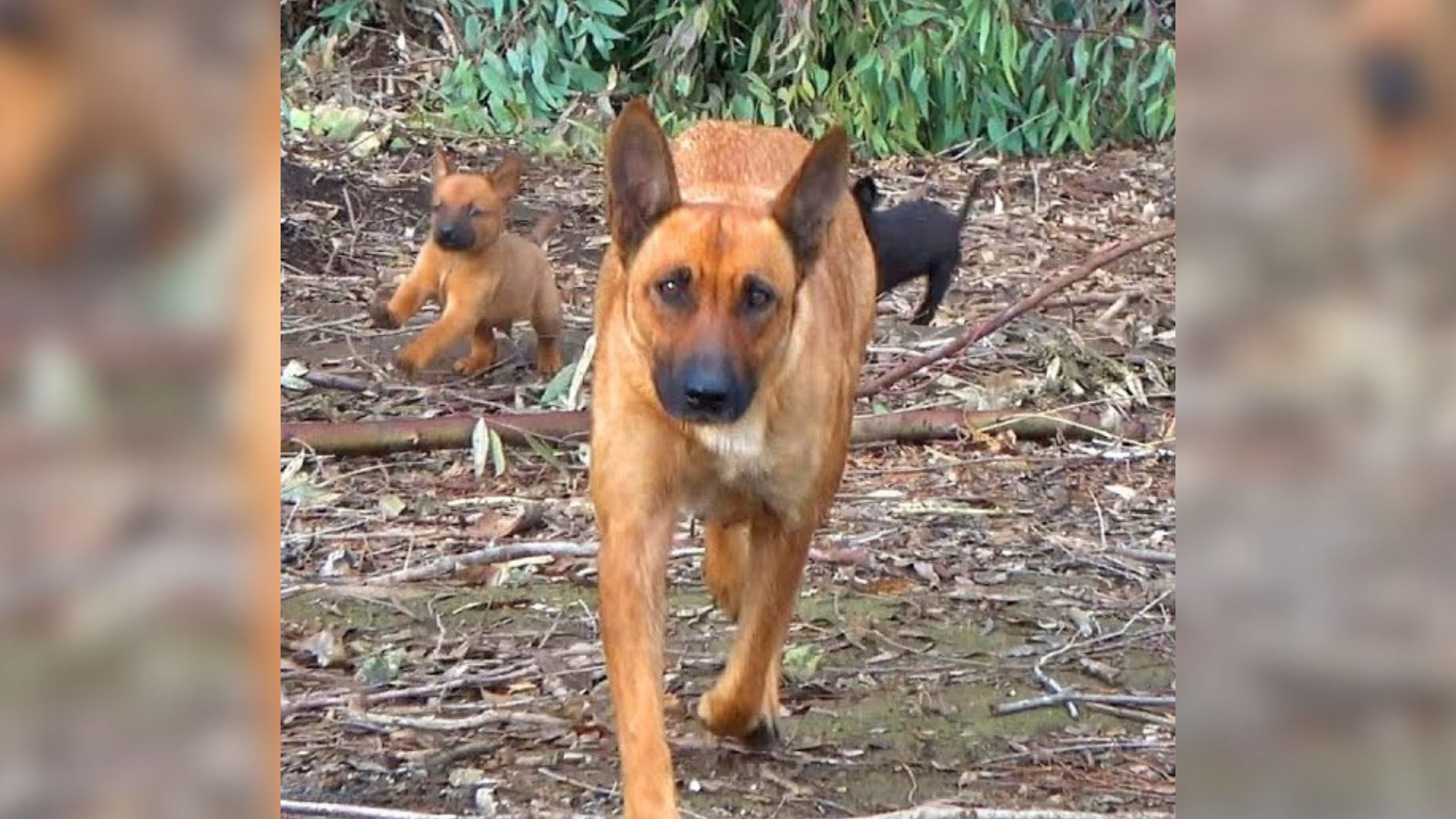 California Woman Follows A Dog And Discovers A Bunch Of Delightful Surprises