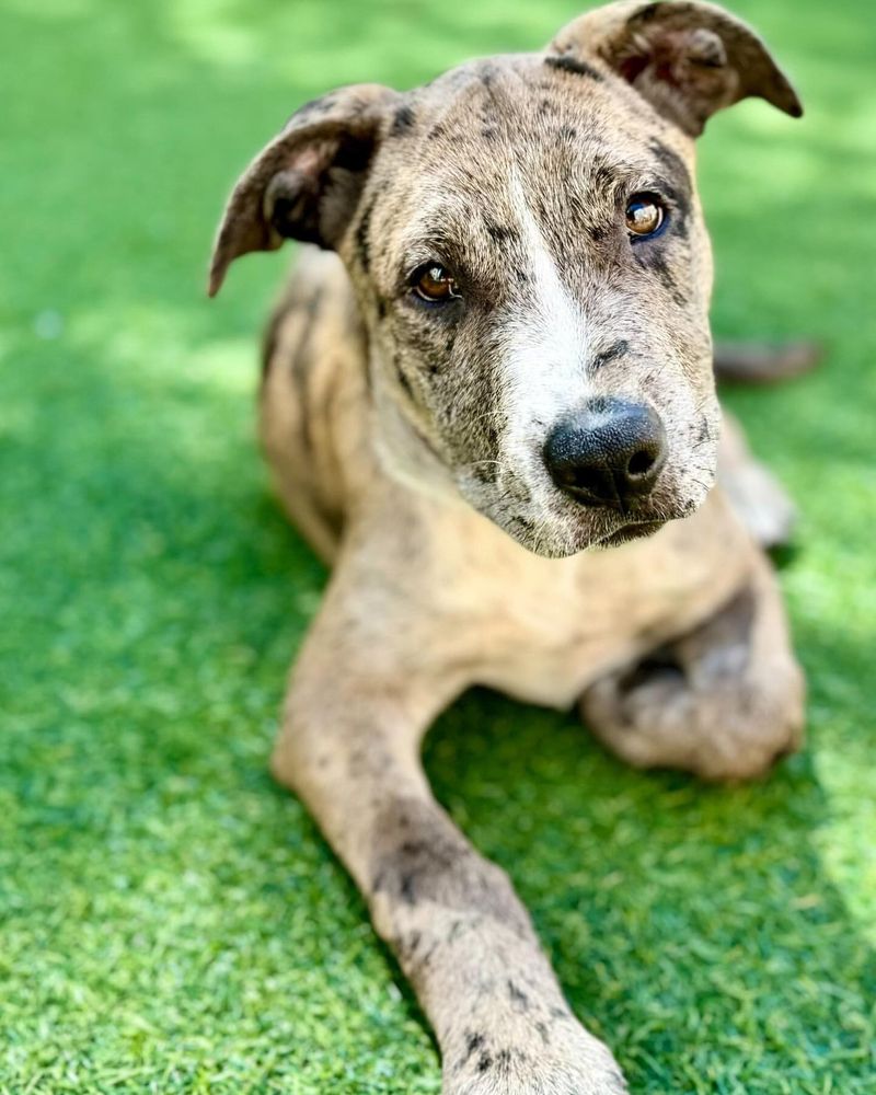 Catahoula Leopard Dog