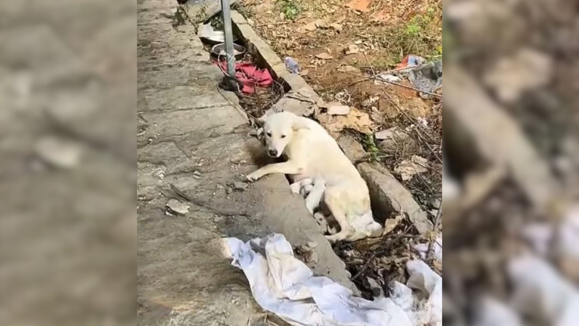 Chained Mama Dog Who Gave Birth To Her Babies On A Sidewalk