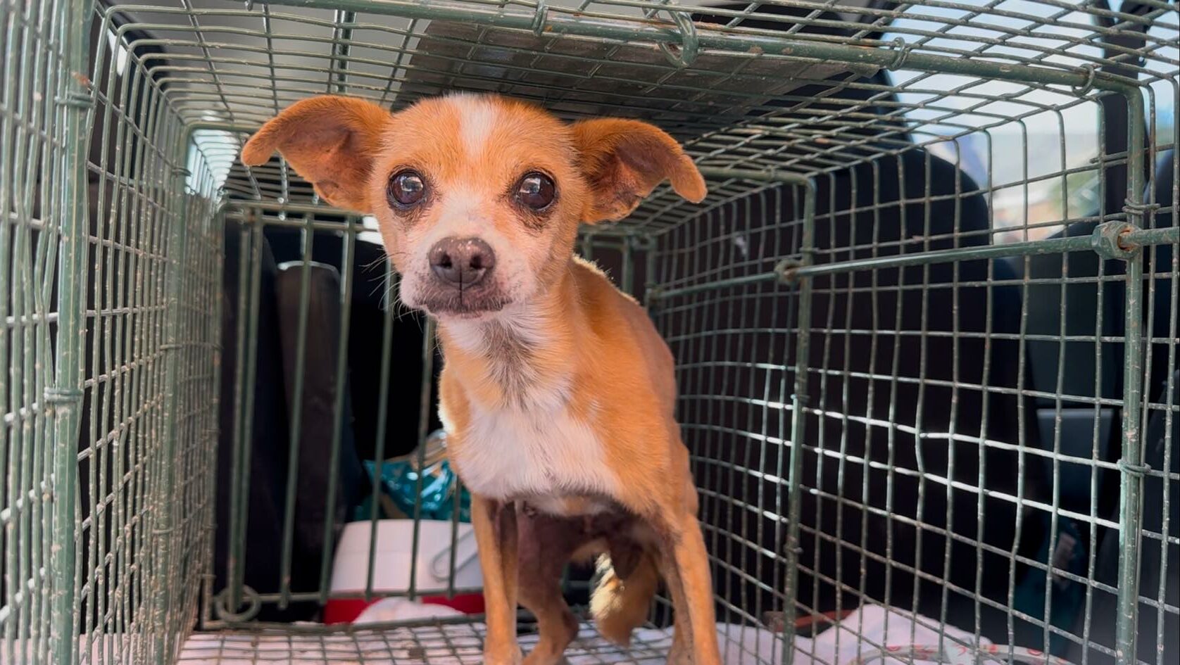 Chihuahua with big brown eyes in a cage