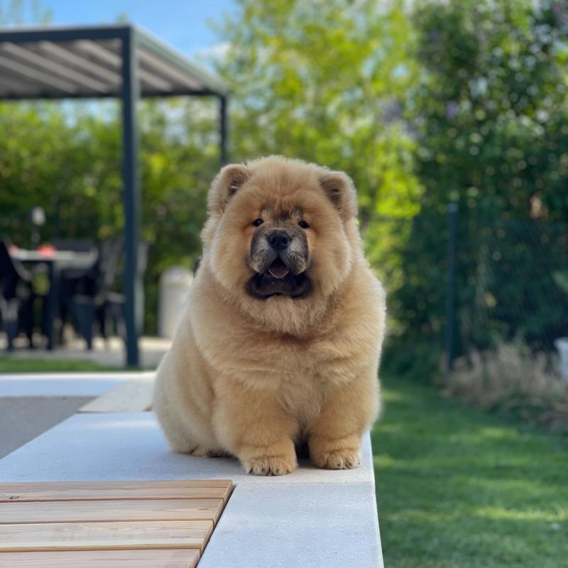 Chow Chow