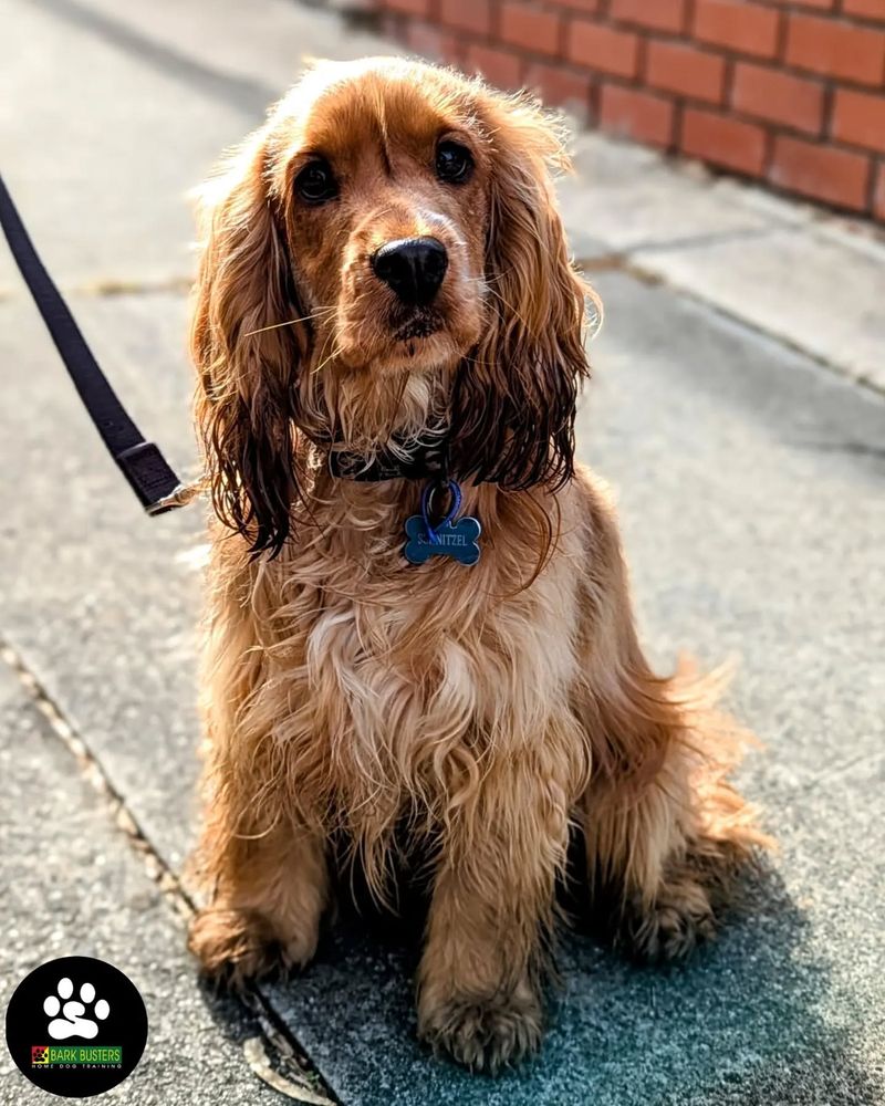 Cocker Spaniel