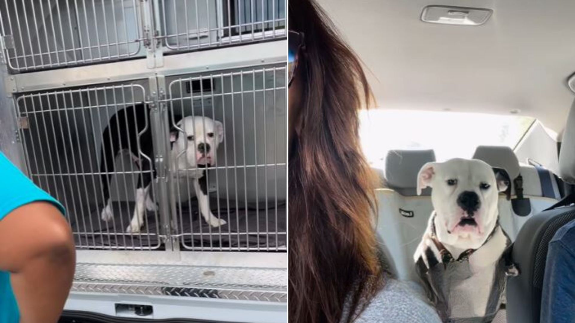 couple saved dog from euthanasia