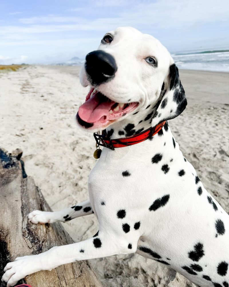 Dalmatian