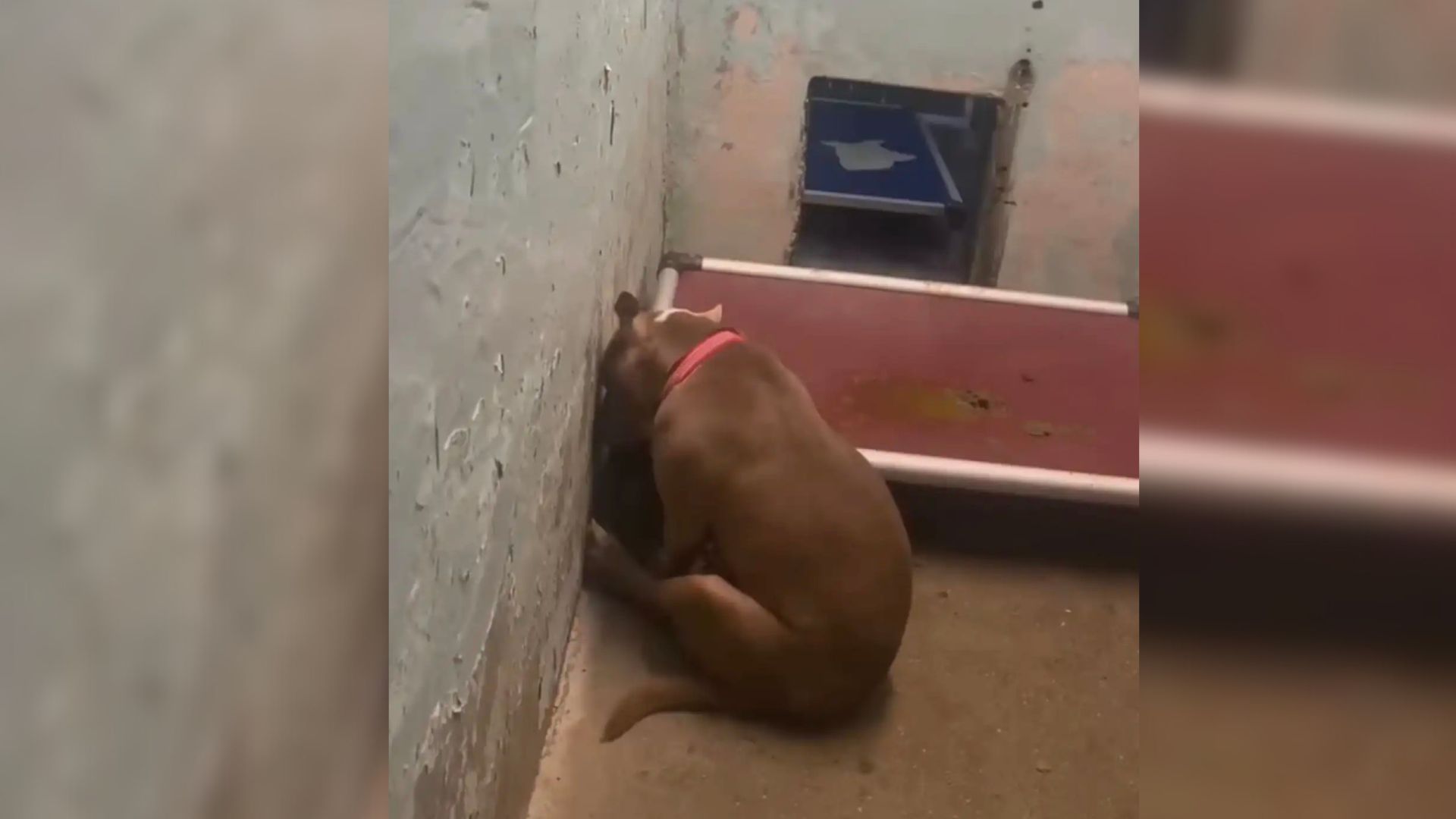 Devastated Pitbull Faces Kennel Wall