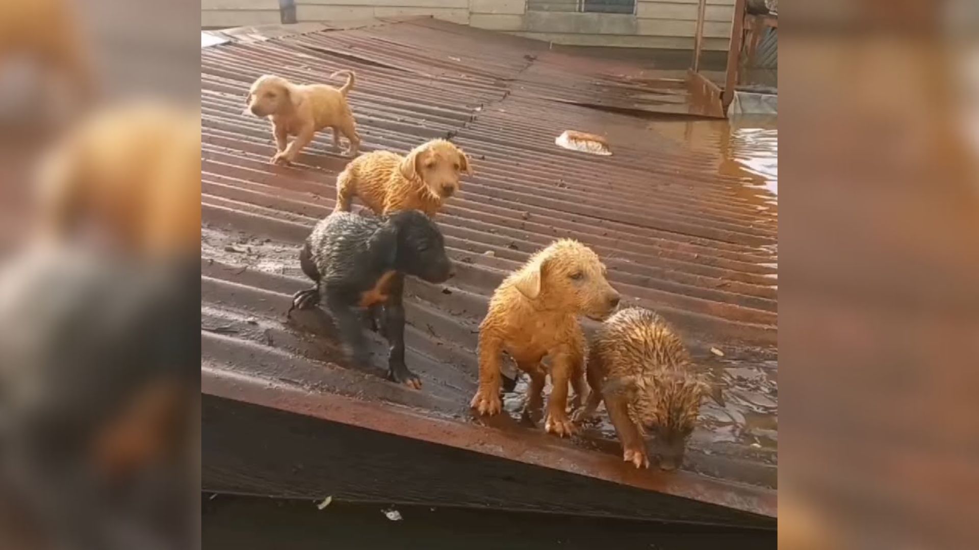 Distressing Scene Of Mom Dog And Her Puppies Stranded On Roof