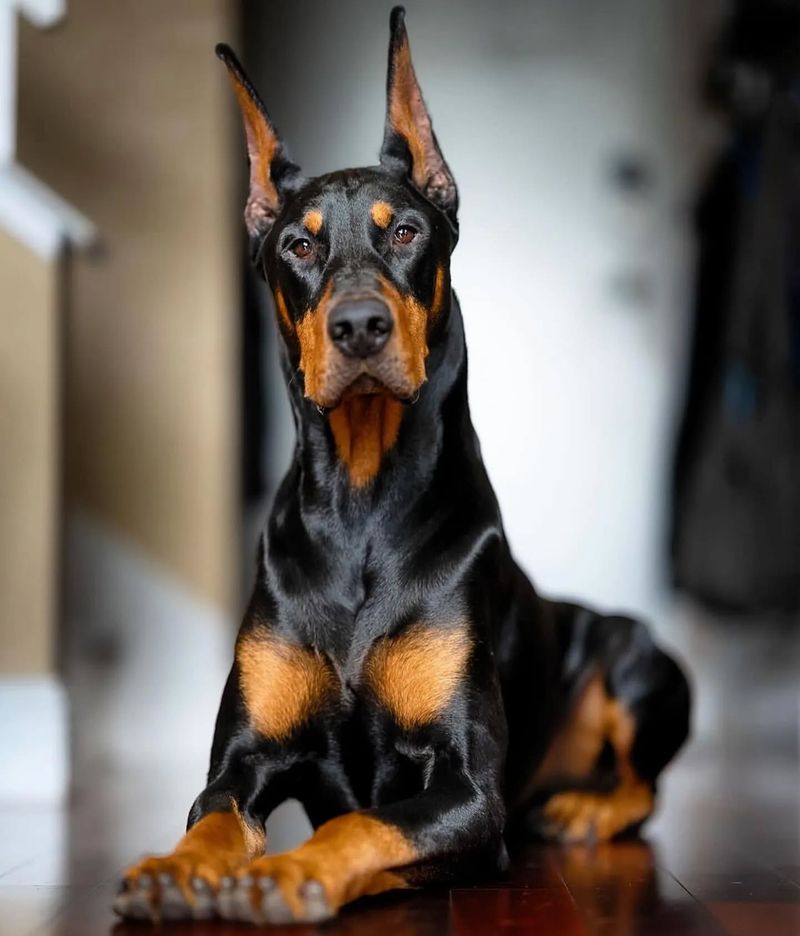 Doberman Pinscher