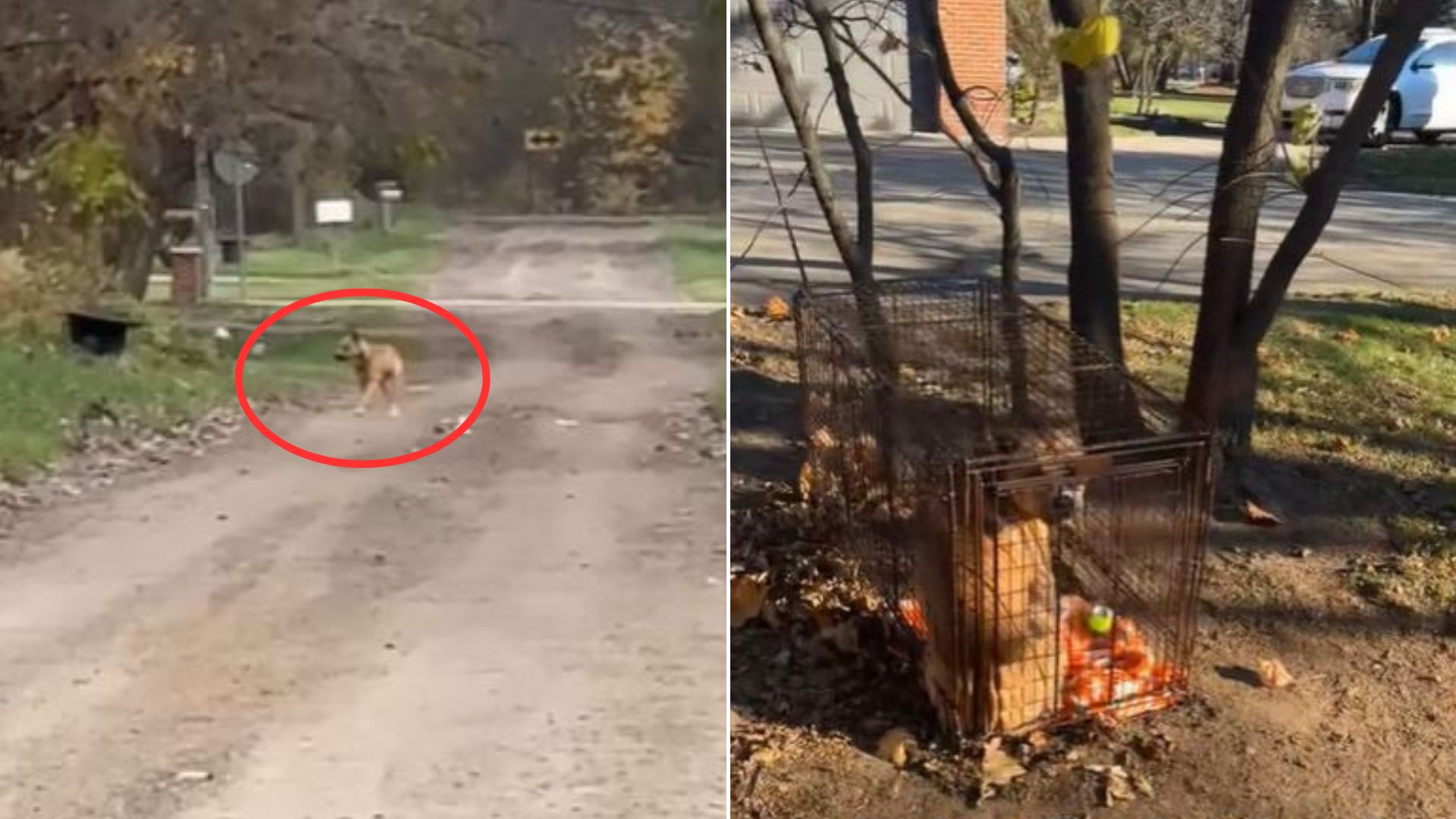 Michigan Rescuers Were Heartbroken After Realizing This Abandoned Pup Tried To Find His Lost Sister