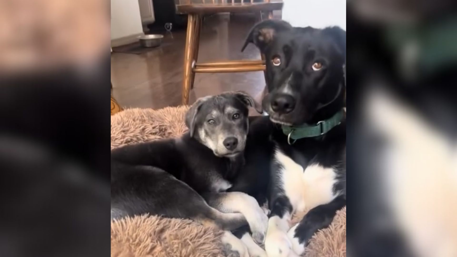 dog helps disabled puppy