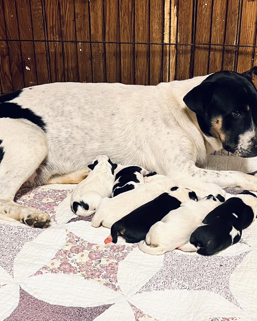 Dog and puppies