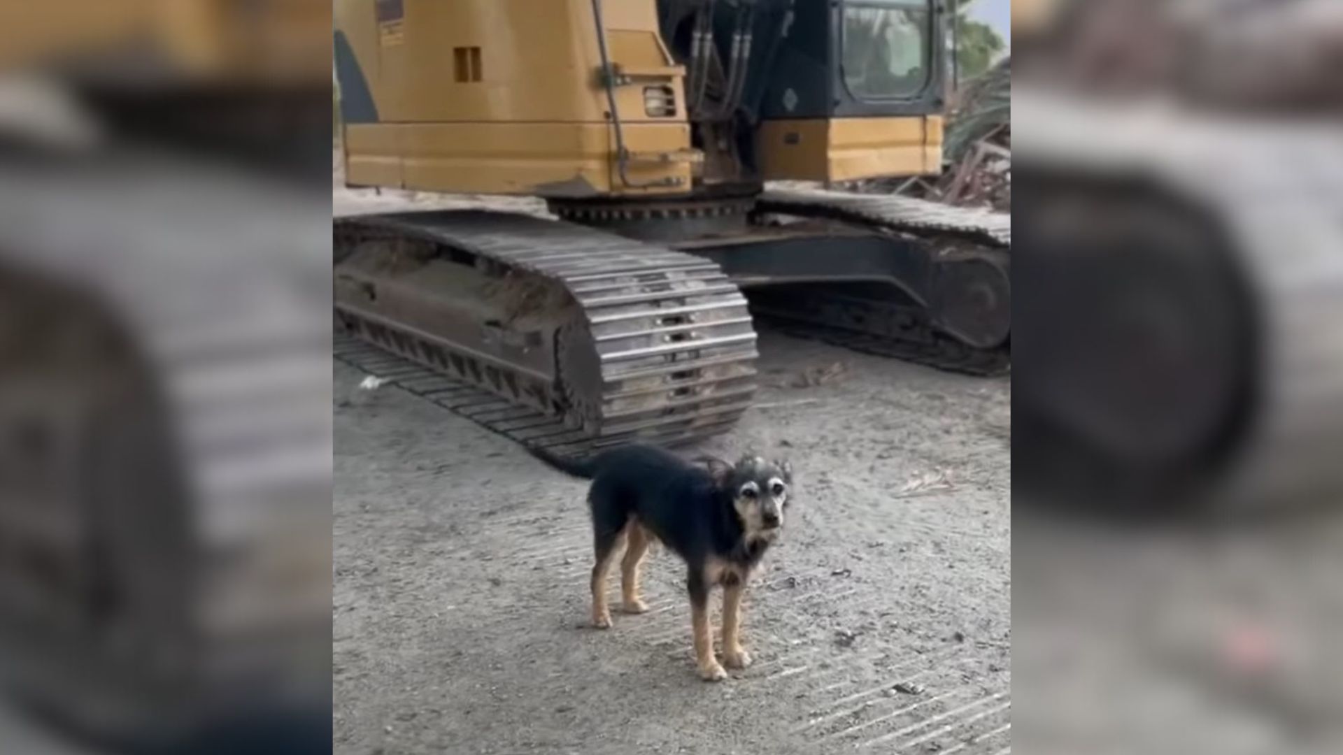 Rescuers From California Were Shocked To Find This Abandoned Pup Near A Demolished House