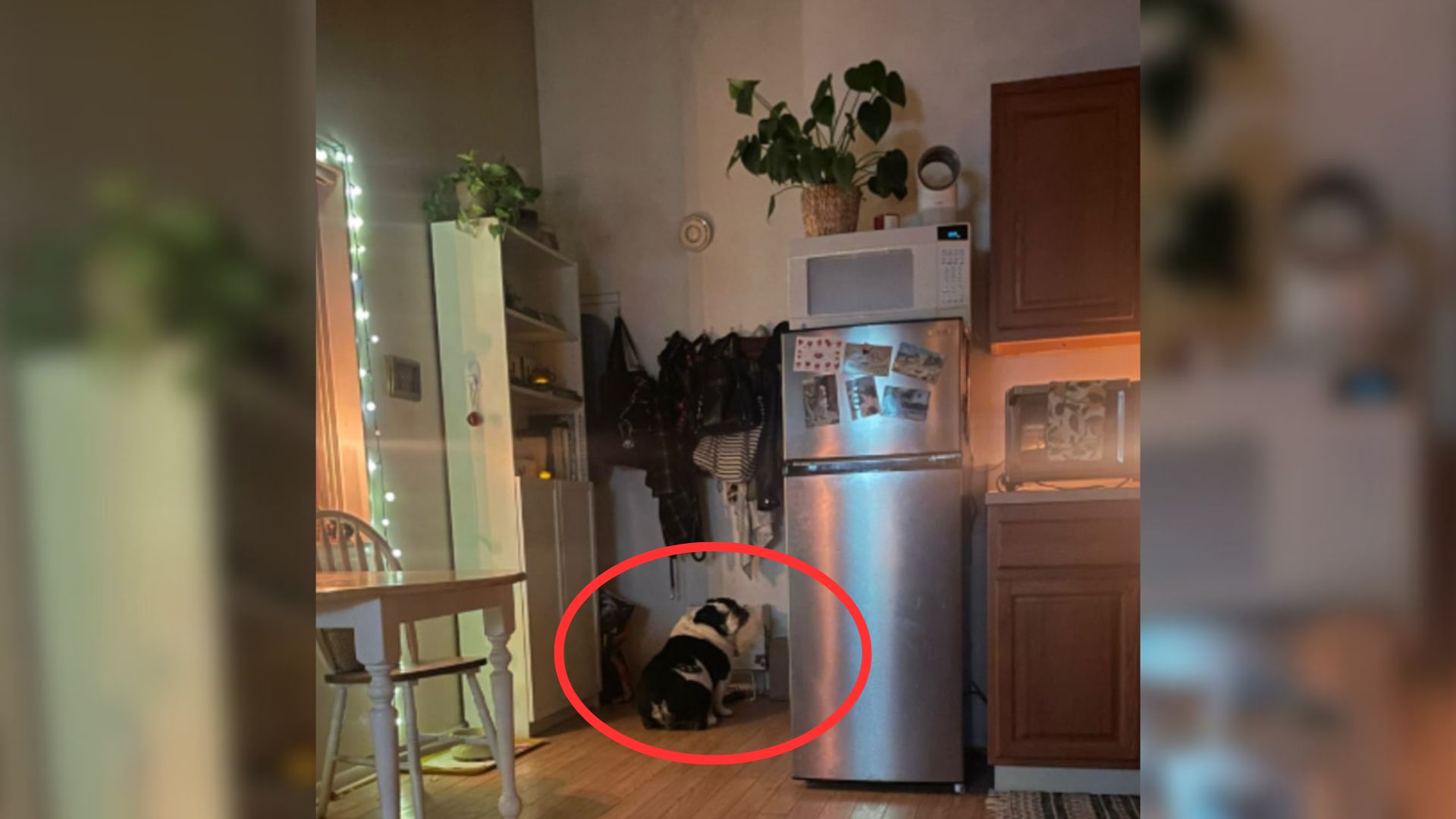 English Bulldog Faces A Wall In The Kitchen's