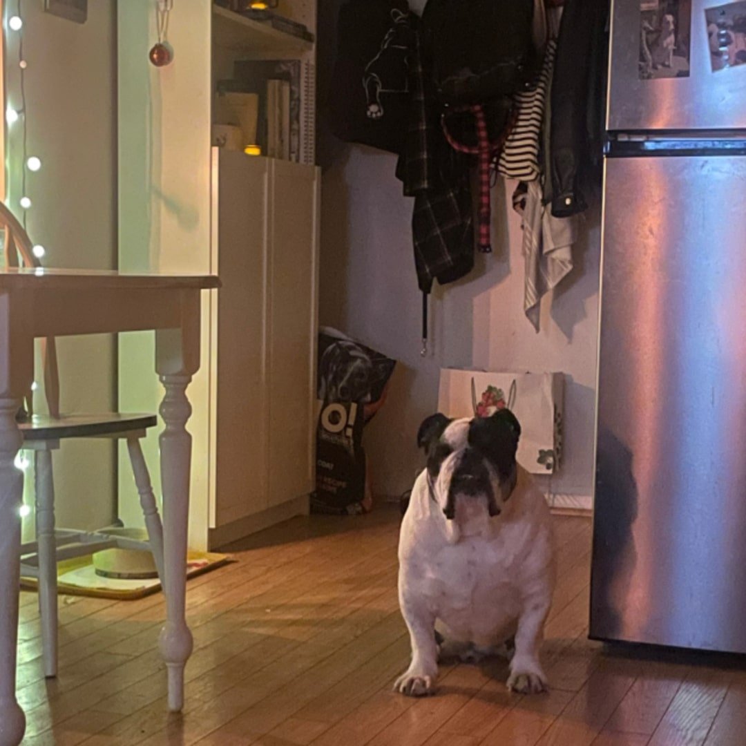 English bulldog sitting on laminate