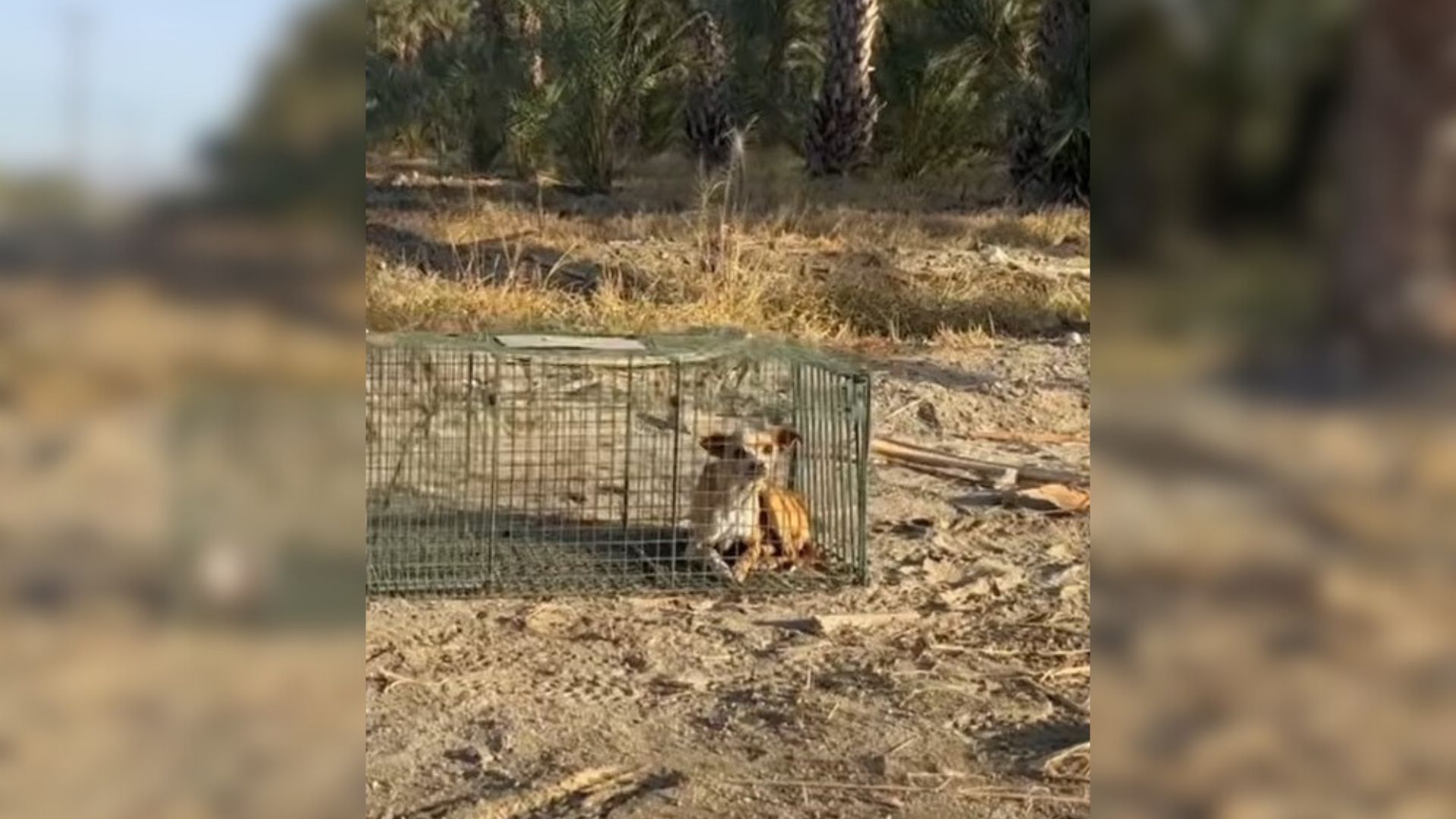 Fearful Chihuahua Saved From The Desert