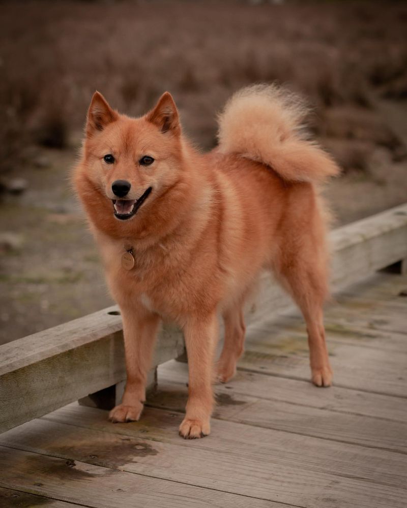 Finnish Spitz