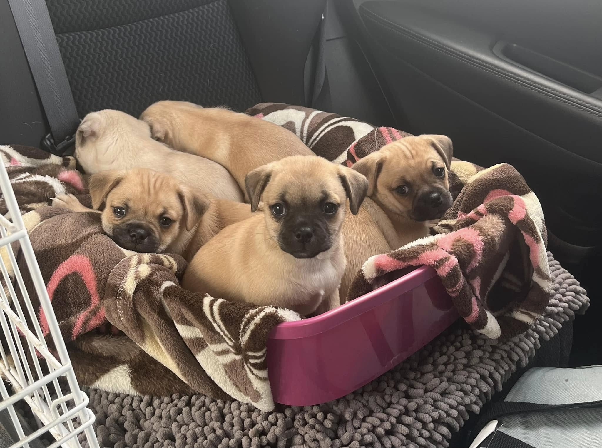 Five little pugs