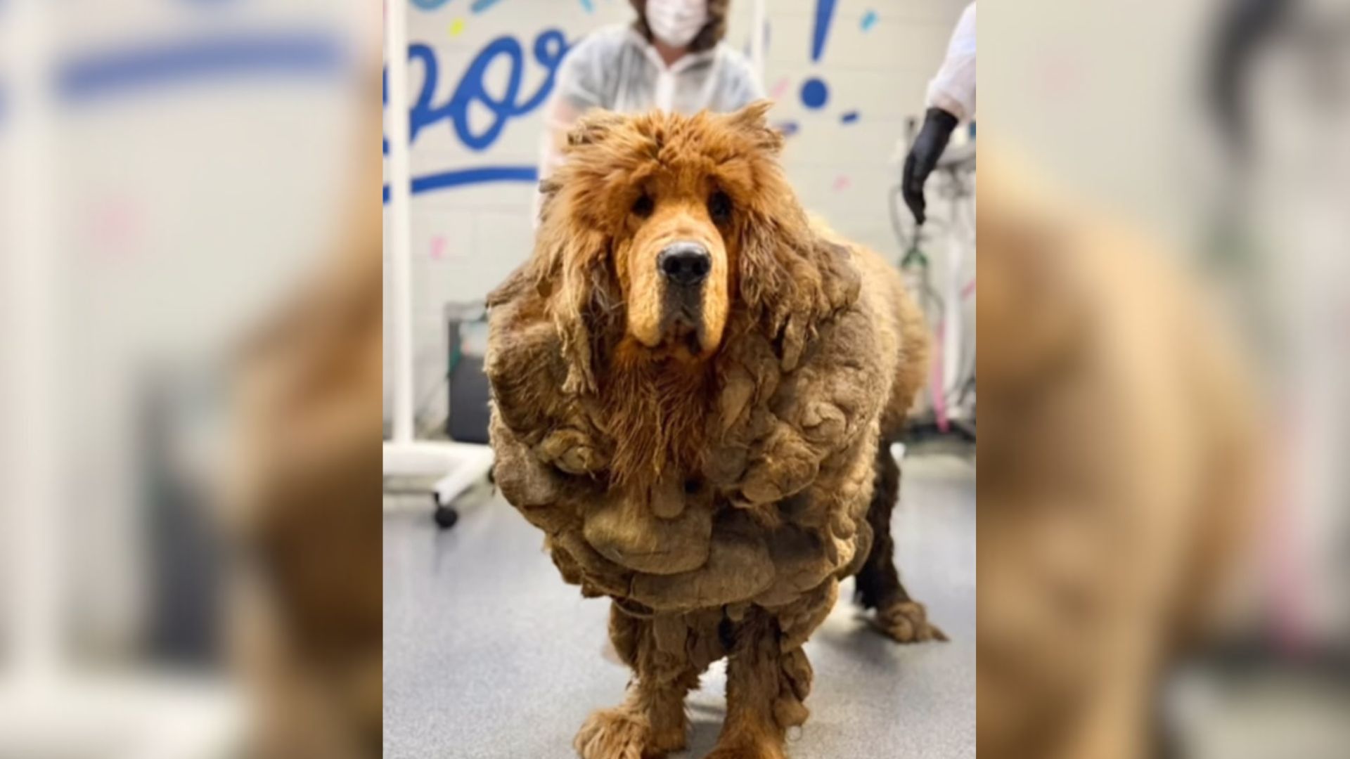 Illinois Rescuers Shocked To Discover Giant Tibetan Mastiff Dragging 30 Pounds Of Mats