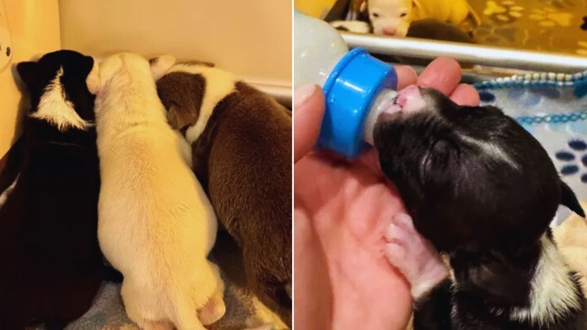 Good Samaritan Was Shocked To Find 3 Abandoned Newborn Puppies Crying In A Dumpster In South Dakota