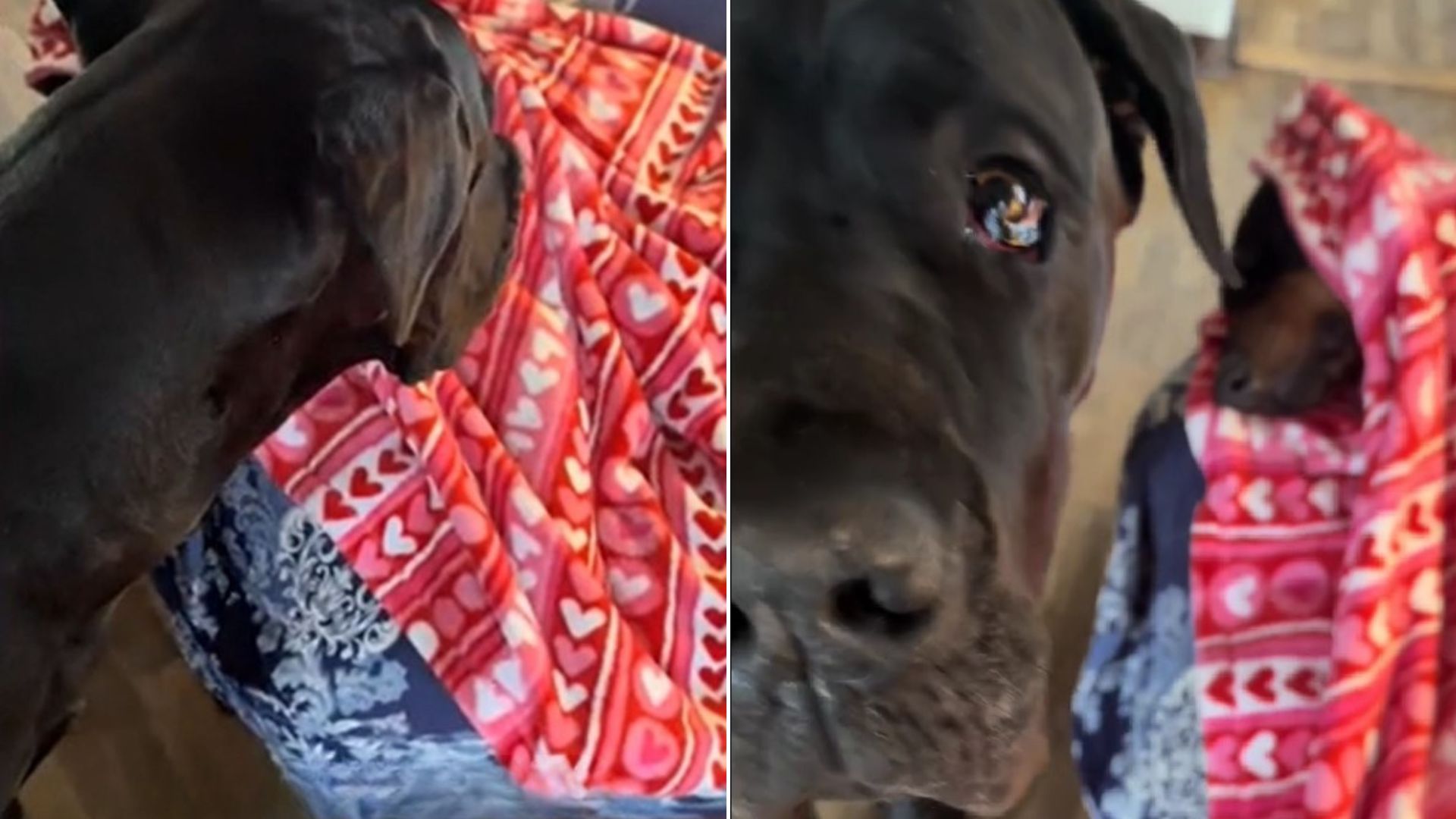 Great Dane Compassionately Checks On His Sleeping Brother To Make Sure Everything Is Okay