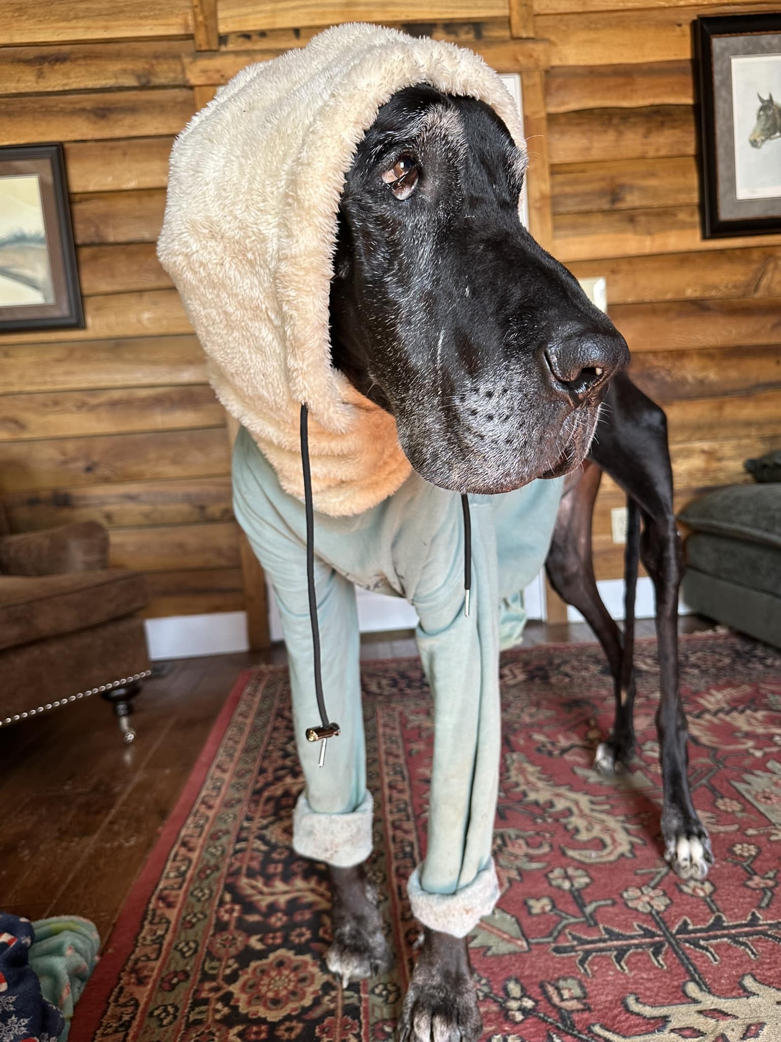 Great Dane dressed in a suit