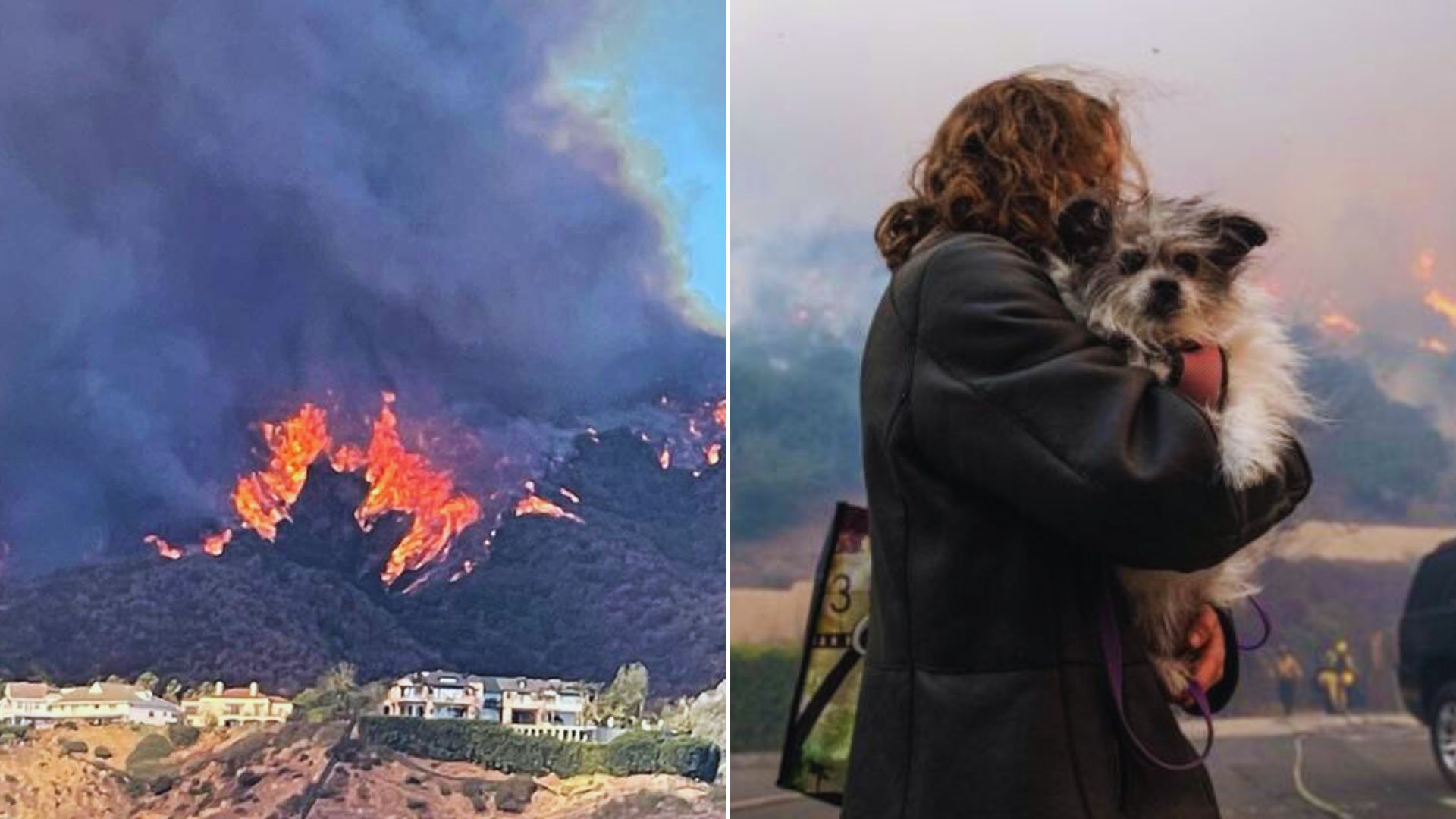 Heroic Vet Takes In 41 Animals For Care As Owners Escape Horrific Wildfires