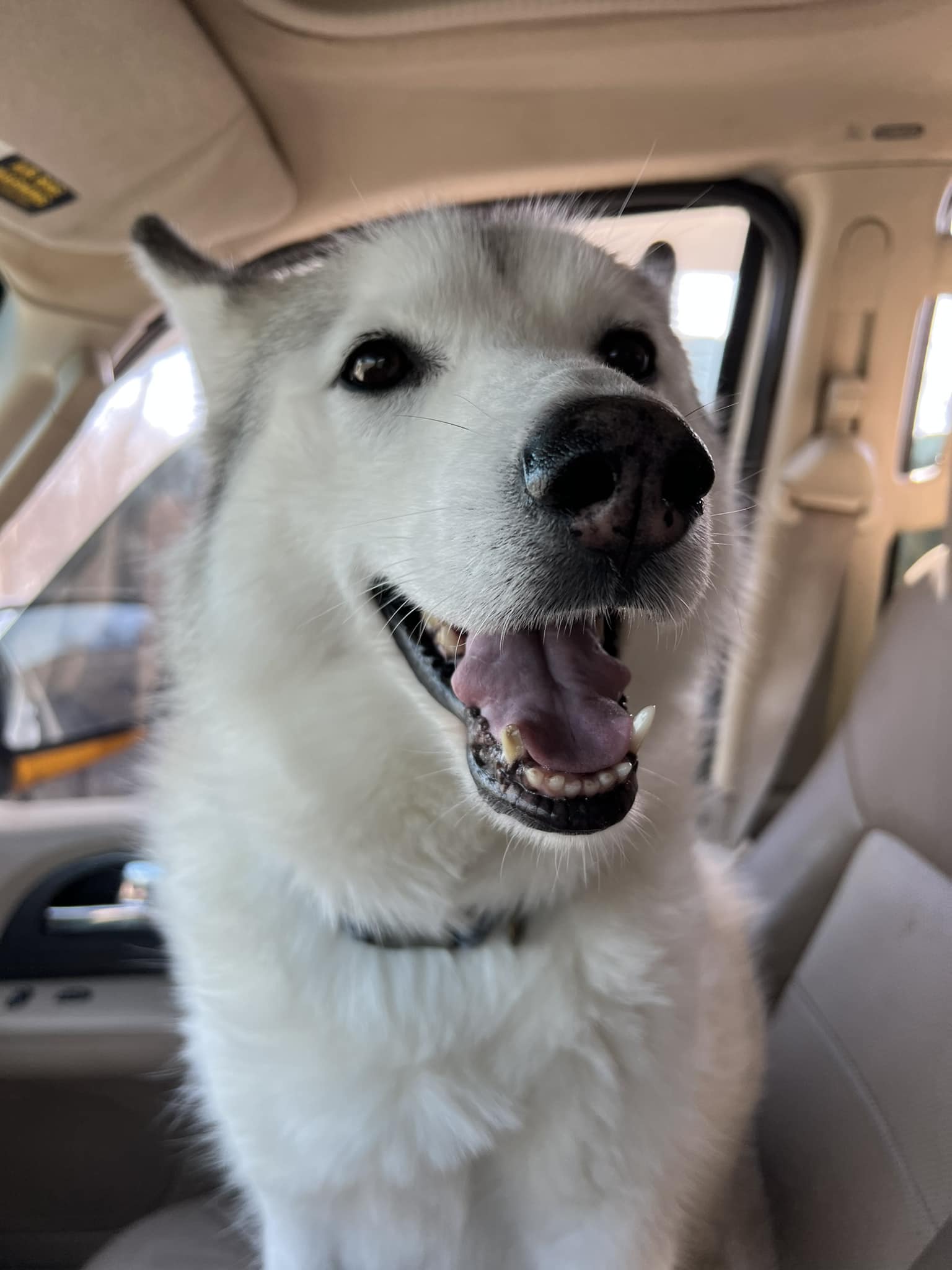 Husky sitting in the car smiling