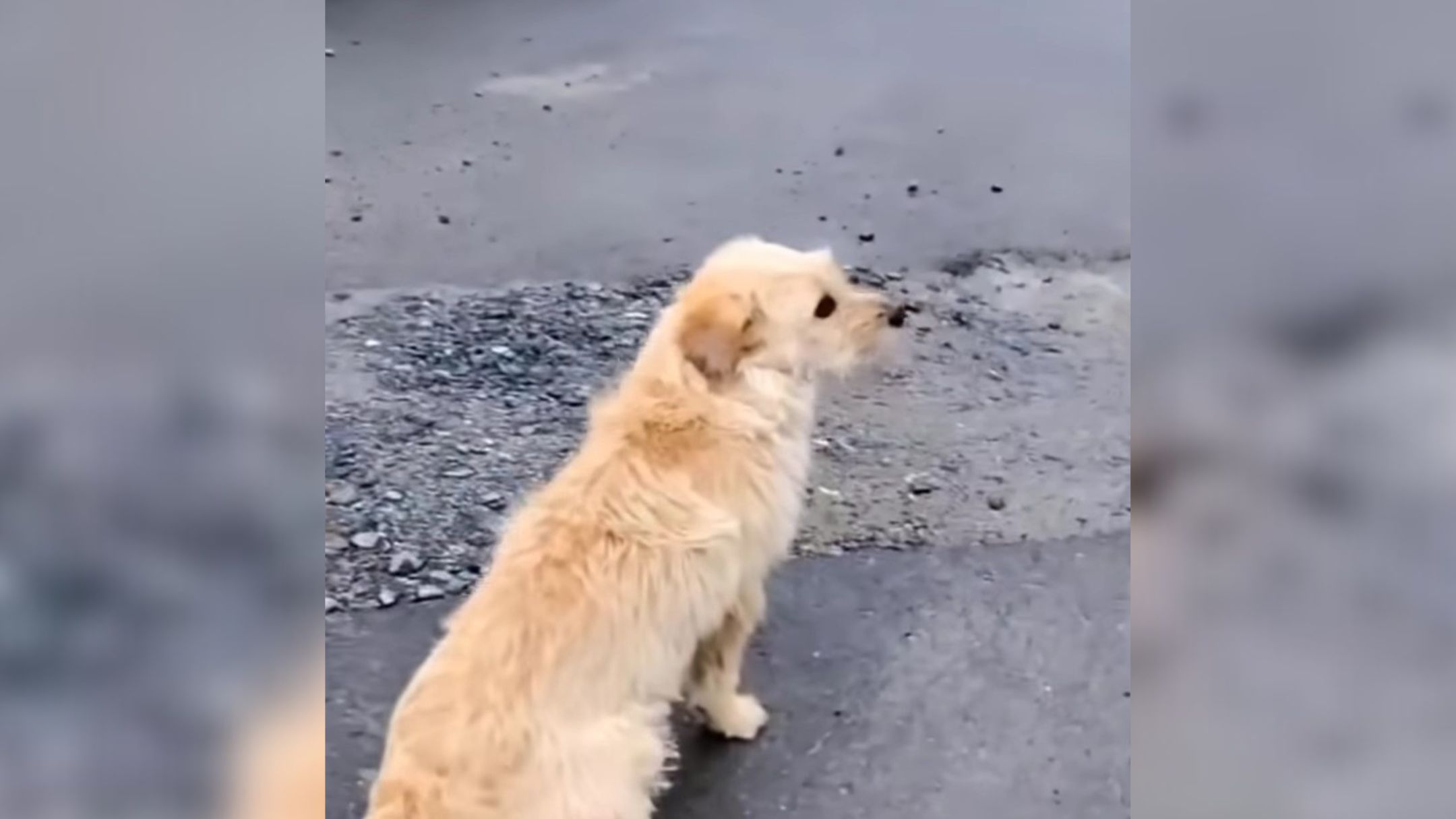 abandoned dog on the road