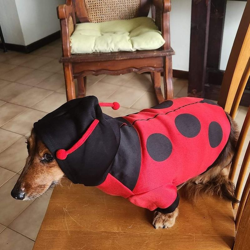 Ladybug Costume