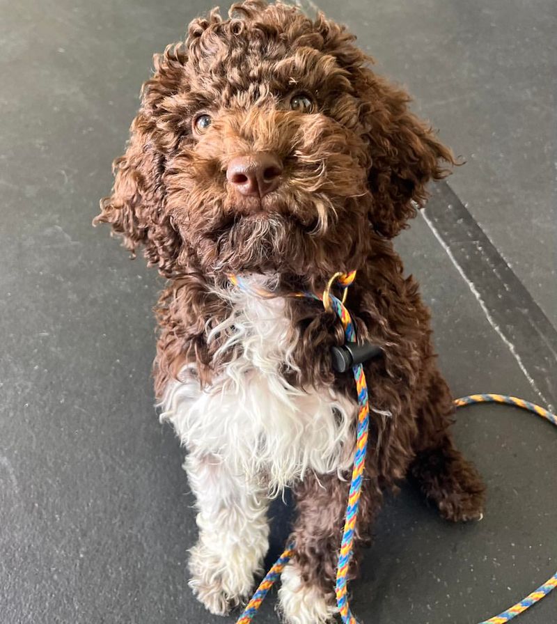 Lagotto Romagnolo