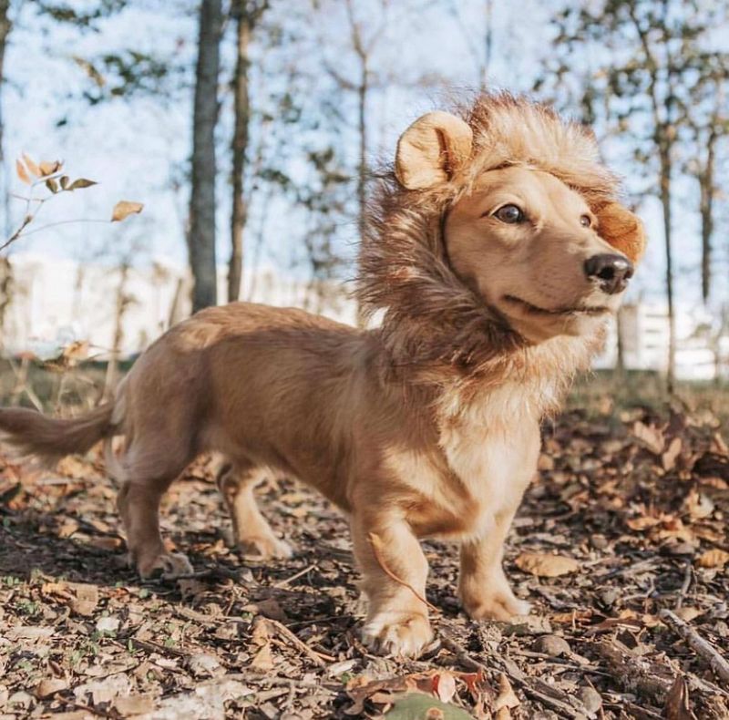 Lion Mane