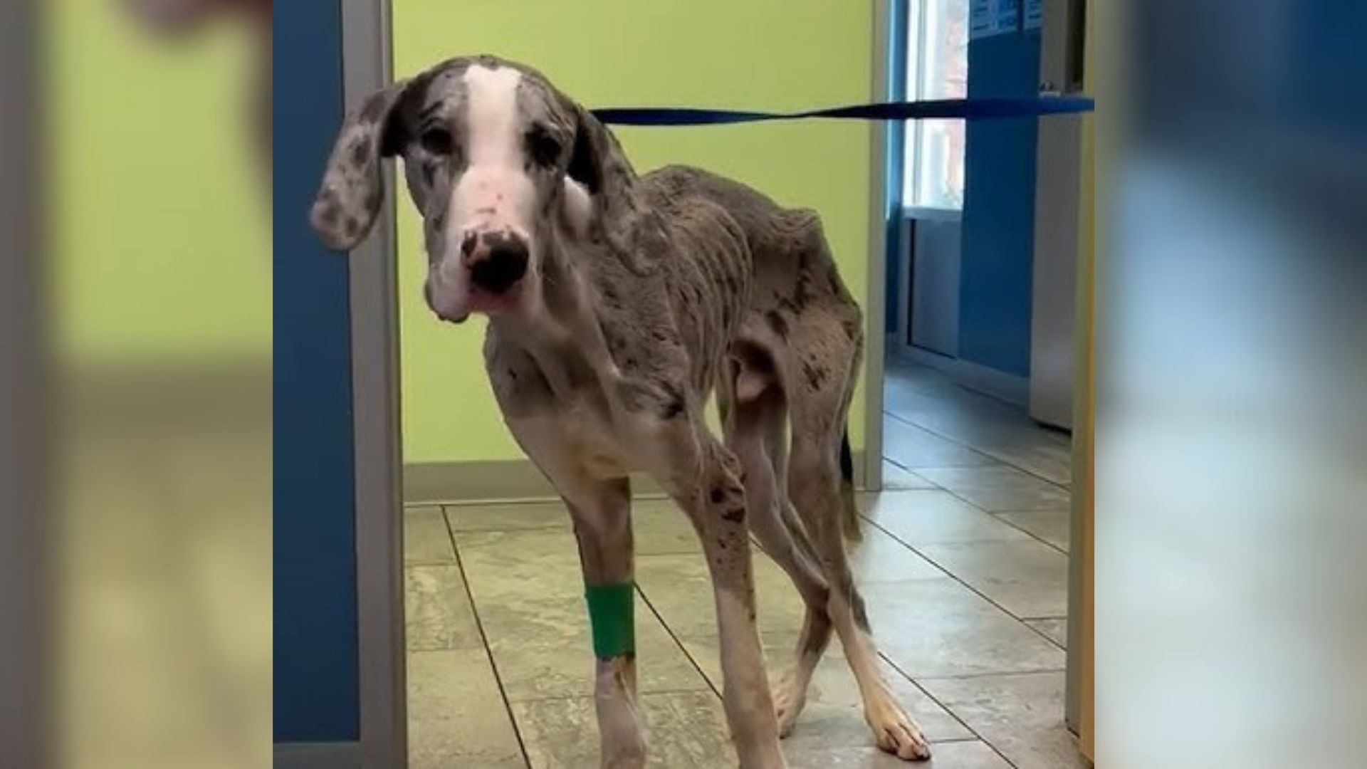 Severely Malnourished Great Dane Who Couldn’t Climb Stairs Now Thrives In Indiana Home